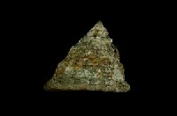 細紋鐘螺藏品圖，第2張
